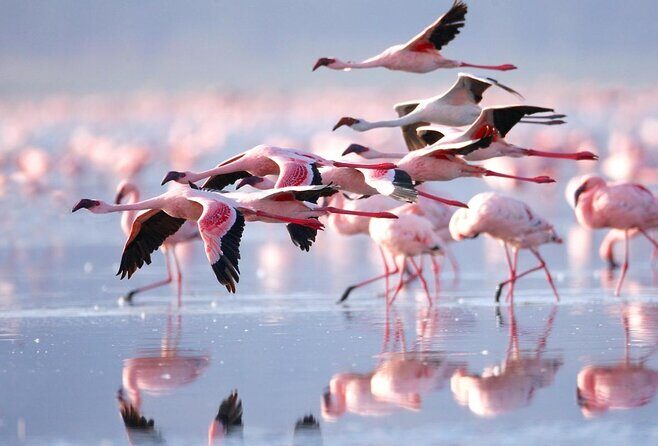 7 Days Kenya Tour Budget Safari - Day 4: Lake Naivasha – A Bird Lover’s Haven
