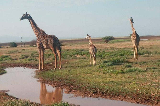 7 Days maasai mara - lake nakuru - lake naivasha- amboseli safari. - Why This Tour Offers Good Value