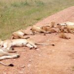 7 Days Maasai Mara, Lakes Nakuru, Naivasha & Amboseli Group Tour - Who Is This Tour Best For?