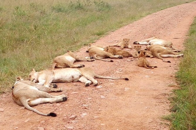 7 Days Maasai Mara, Lakes Nakuru, Naivasha & Amboseli Group Tour - Who Is This Tour Best For?