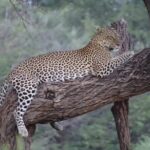 7 Days Maasai Mara National park , Amboseli parks and Nakuru safaris - The Experience for the Traveler