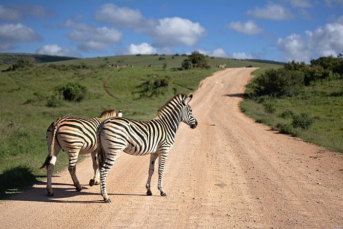 7 Days Mara/L.Naivasha/L.Nakuru/Amboseli - Final Thoughts