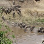 7 Days Migration Crossing in Mara River Northern Serengeti - Itinerary Breakdown: Why It Works