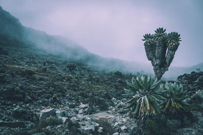 7 Days Mount Kilimanjaro Machame Route - Final Thoughts