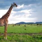 7 days Mt Kilimanjaro,Tarangire NP, Ngorongoro, Serengeti NP, Lake Manyara NP - Transportation and Comfort
