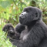 7 Days murchison falls with chimp and gorilla safari - What This Tour Means for You