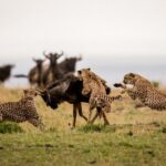 7 Days Northern Luxury Safari - Authentic Experiences From Reviewers