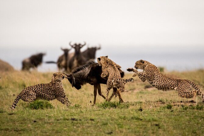 7 Days Northern Luxury Safari - Authentic Experiences From Reviewers