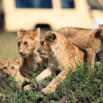 7 Days of Elephants, Rhinos & Big Five: The Best of Kenya Safari - Final Thoughts: Is This Safari Right for You?