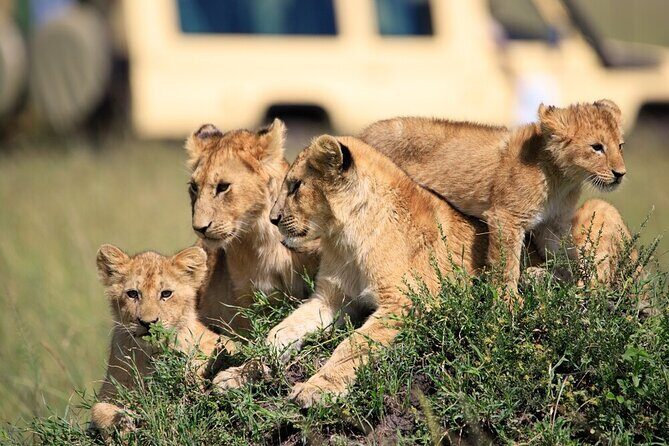 7 Days of Elephants, Rhinos & Big Five: The Best of Kenya Safari - Final Thoughts: Is This Safari Right for You?