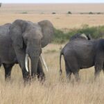 7 Days of Kenyan Wonders: A Mid-Range Safari Adventure - Exploring Kenya: An In-Depth Look at the 7-Day Safari