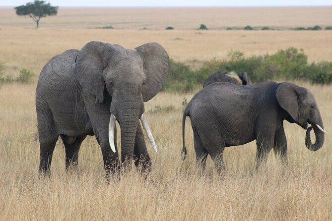 7 Days of Kenyan Wonders: A Mid-Range Safari Adventure - Exploring Kenya: An In-Depth Look at the 7-Day Safari