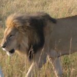 7 Days Private 4 star lodges Safari by LandCruiser from Nairobi - Practical Details & Tips