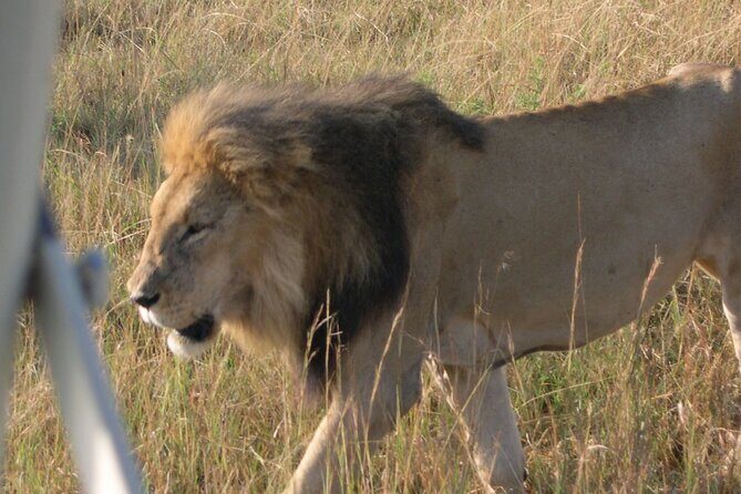 7 Days Private 4 star lodges Safari by LandCruiser from Nairobi - Practical Details & Tips