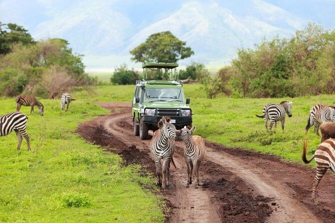 7-Days Private Midrange Safari; Serengeti & Ngorongoro Crater - What We Loved About This Safari