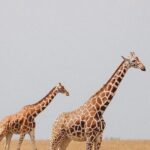 7 Days Private Safari in Tanzania - Day 3: Lake Manyara National Park