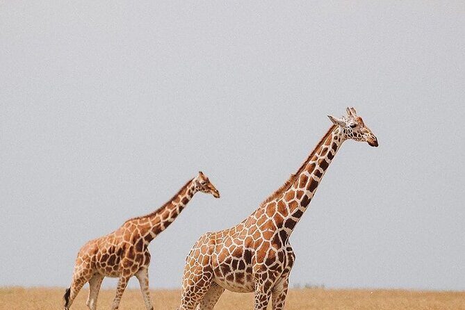 7 Days Private Safari in Tanzania - Day 3: Lake Manyara National Park