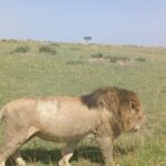 7 Days Private safari to 4 Star lodges using a Jeep - Practical Details and Considerations