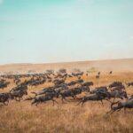 7 Days Private Wildebeest Great Migration Safari in Arusha - The Practical Side: Transport, Accommodation, and Value