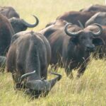 7 Days Safari and Rhino Trekking - What We Think About the Price and Value