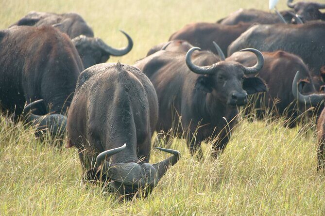 7 Days Safari and Rhino Trekking - What We Think About the Price and Value