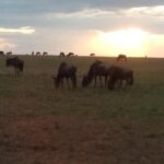 7 Days Safari, Samburu N/R Ol Pejeta Conservancy, Hells Gate N/P Maasai Mara N/R - FAQs