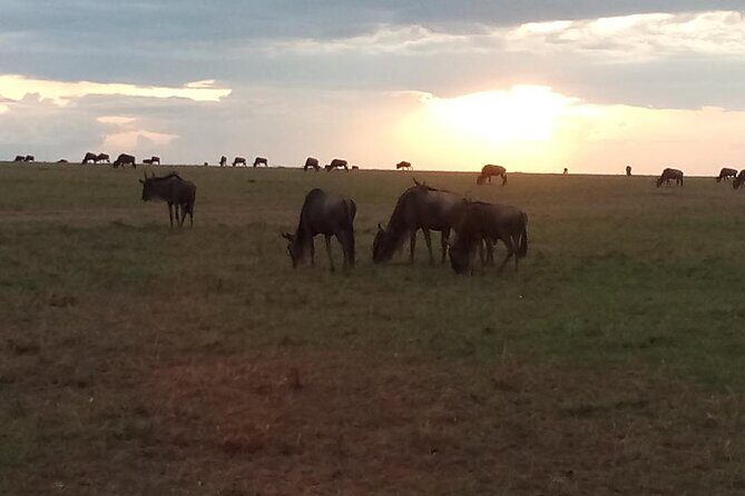 7 Days Safari, Samburu N/R Ol Pejeta Conservancy, Hells Gate N/P Maasai Mara N/R - FAQs
