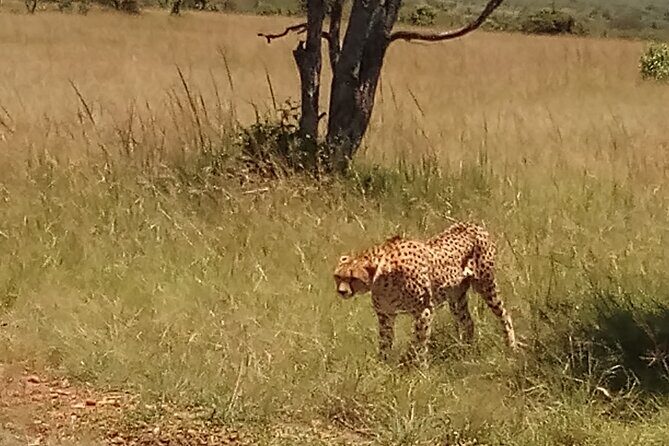 7 Days Safari to Aberdare N/P, lake Nakuru N/P, Maasai Mara N/R, Amboseli N/P - Who Will Love This Safari?