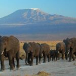 7 days safari to Masai Mara Nakuru ,Naivasha and Amboseli parks - Who Is This Tour Best For?