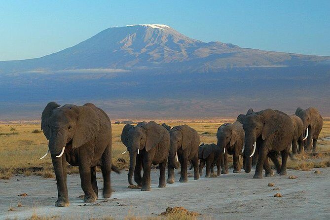 7 days safari to Masai Mara Nakuru ,Naivasha and Amboseli parks - Who Is This Tour Best For?