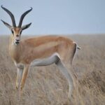 7 Days Tanganyika Wilderness Safari - Itinerary Breakdown: A Closer Look