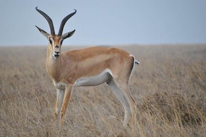 7 Days Tanganyika Wilderness Safari - Itinerary Breakdown: A Closer Look