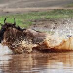 7 Days Tanzania Luxury Safari Experience & Coffee Walking Tour - The Value of This Safari