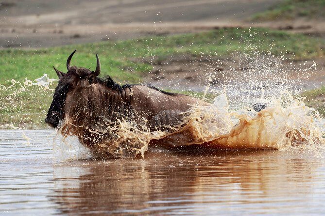 7 Days Tanzania Luxury Safari Experience & Coffee Walking Tour - The Value of This Safari