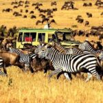 7 Days Tanzania Luxury Safaris - The Itinerary Breakdown: What to Expect