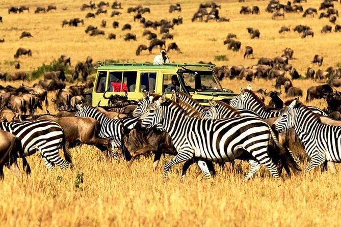 7 Days Tanzania Luxury Safaris - The Itinerary Breakdown: What to Expect
