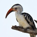 7 Days Tanzania Private Safari - What We Loved About This Safari