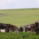 7 Days Tarangire, Serengeti, Ngorongoro & Manyara Camping Safari Tour Tanzania - Why This Tour Works Well