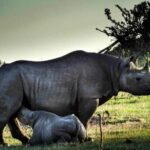 7 Days Tour Northern Tanzania Safari: - What We Love About This Tour