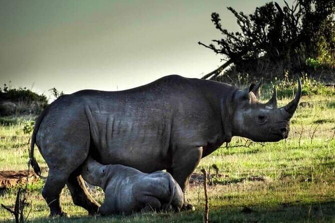 7 Days Tour Northern Tanzania Safari: - What We Love About This Tour