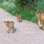7 Days Tsavo East, Taita, Amboseli & SanctuarySafari from Mombasa - Why This Tour Offers Great Value