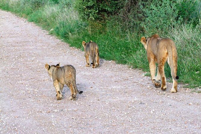 7 Days Tsavo East, Taita, Amboseli & SanctuarySafari from Mombasa - Why This Tour Offers Great Value