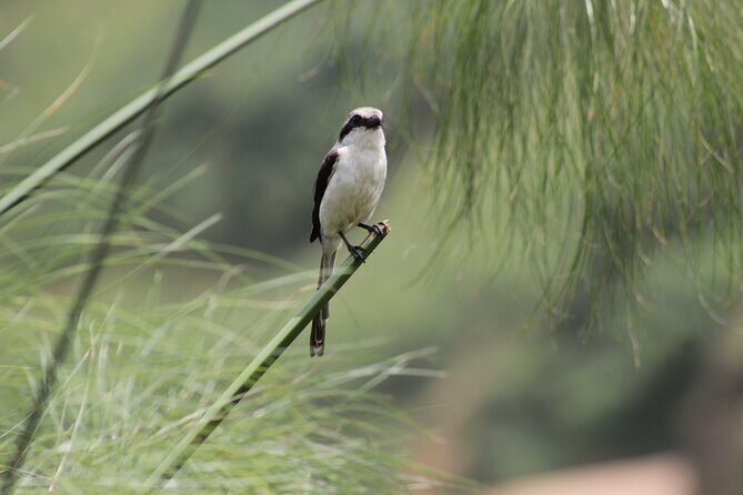 7 Days Uganda Birding and Wildlife - Practical Details and Value