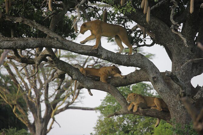 7 Days Wildebeest Migration - Ndutu Calving Season - Deep Dive into What Makes This Tour Special