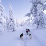 8-10km. Husky Safari from Rovaniemi and visting the Kennel - Who Should Consider This Tour?