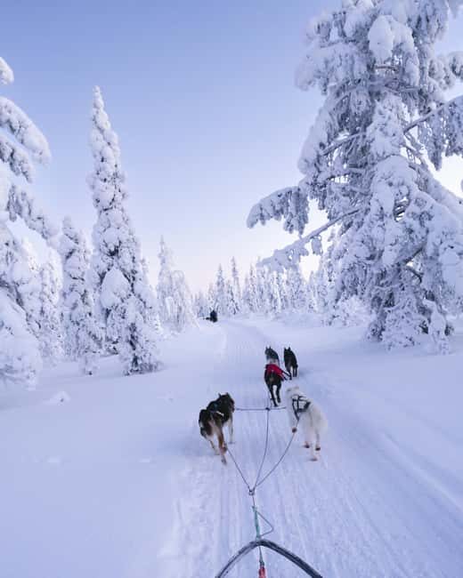 8-10km. Husky Safari from Rovaniemi and visting the Kennel - Who Should Consider This Tour?
