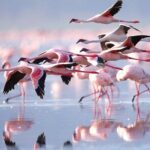8-Day 7Nights Serengeti Experience Safari Adventure - What Makes This Tour Stand Out?
