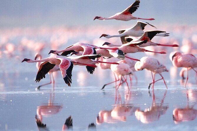 8-Day 7Nights Serengeti Experience Safari Adventure - What Makes This Tour Stand Out?