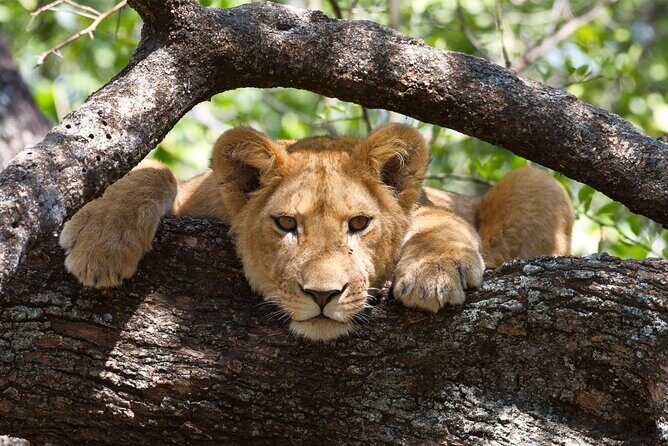 8 Day: African Roots Tour - Authenticity and Guide Expertise