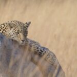 8 Day Chobe NP, Elephant Sands, Okavango Delta & Victoria Falls - Elephant Sands — Elephants in Their Element
